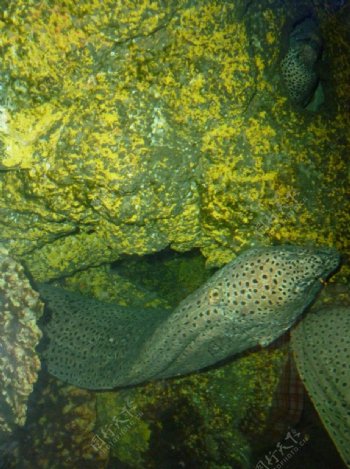 海底石斑鱼图片