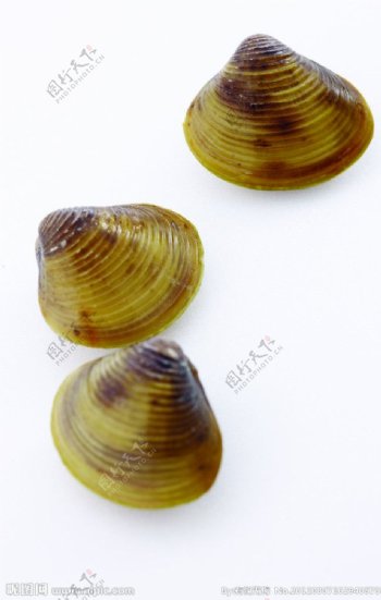 河蚌蚌壳图片