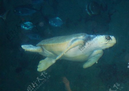 大乌龟海底世界图片