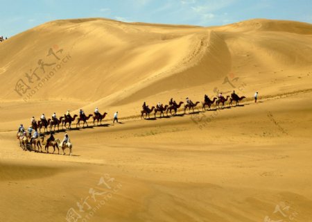 沙漠中蜿蜒的驼队图片
