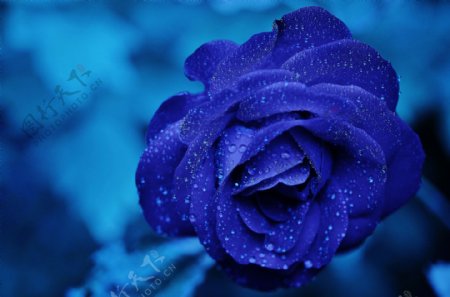 蓝玫瑰盛开图片