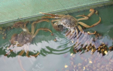 太湖蟹图片