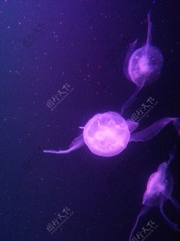 水母梦幻光线图片