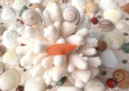 贝壳海螺珊瑚图片