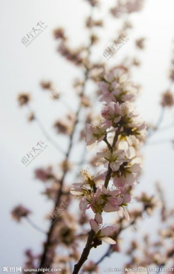 春季花朵图片