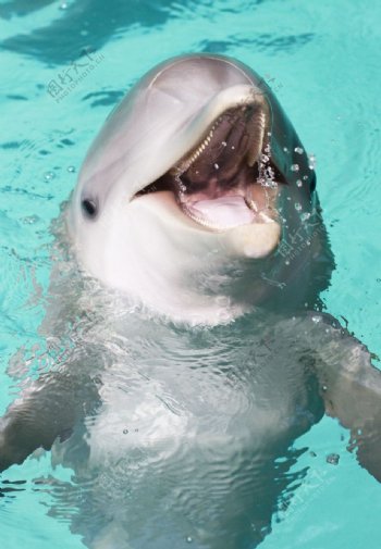 微笑的海豚图片