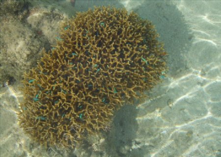 珊瑚自然海底图片