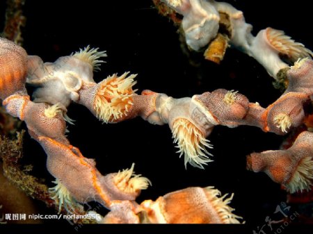 银莲花属珊瑚虫图片