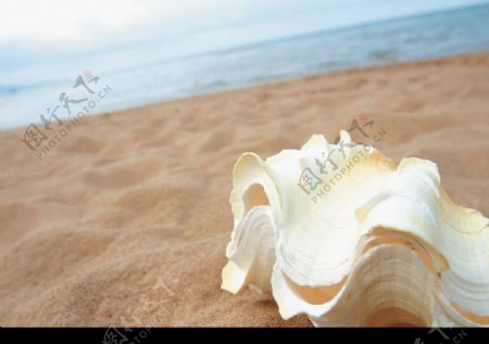 沙滩上白色贝壳图片