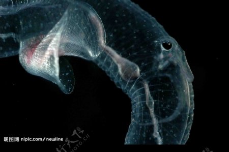 深海奇異生物图片