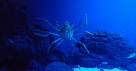 日本深海蜘蛛蟹图片