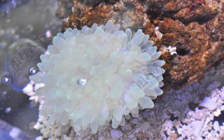 气泡海葵图片