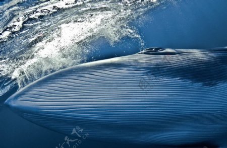 小须鲸图片