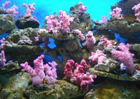 海底世界红珊瑚图片