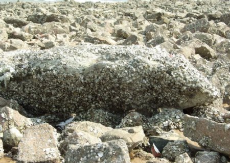海蛎子牡蛎图片