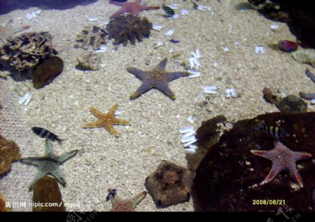 海底的海星图片