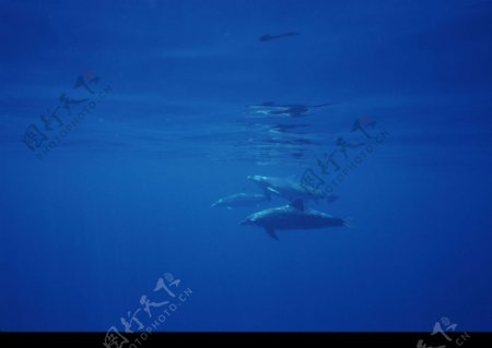 海洋生物图片