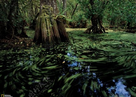 热带雨林图片