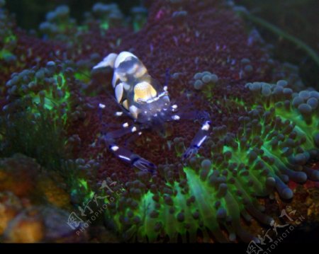 透明虾子海葵虾图片