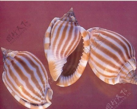 海洋贝壳图片