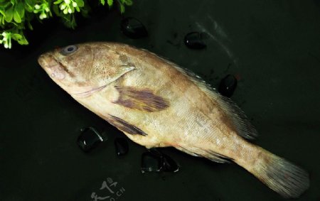 石斑鱼图片