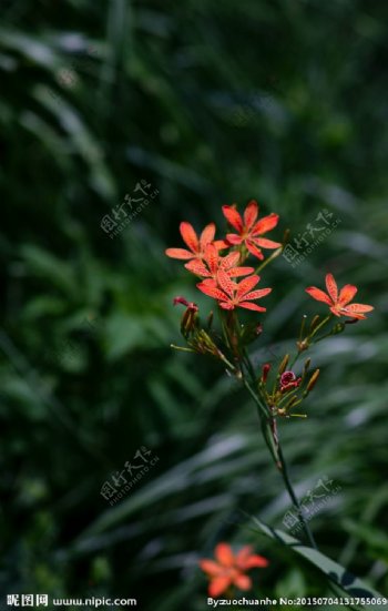 萱草花图片