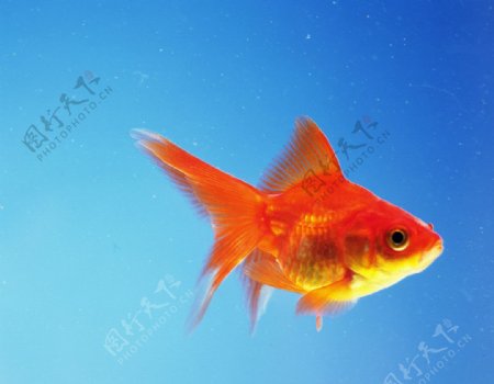 红金鱼图片