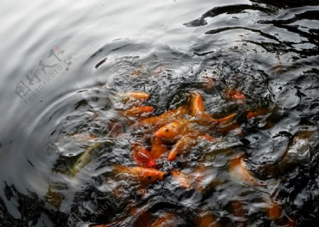 锦鲤鱼池图片