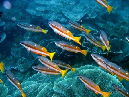 热带海洋鱼群图片