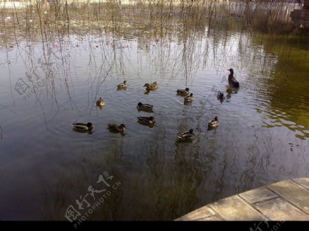 翠湖野鸭枯叶图片