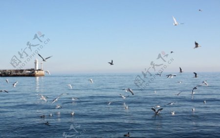 海鸥群鸟海边图片