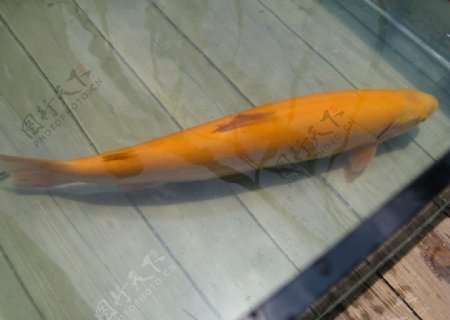 金樽鱼图片