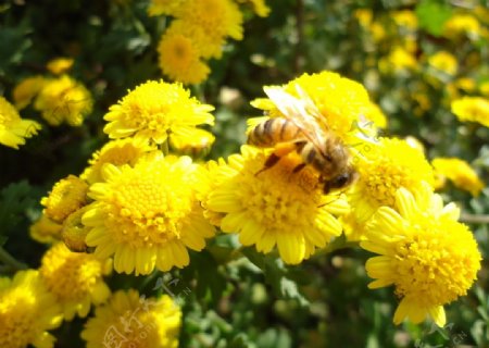 蜜蜂黄色菊花采蜜图片