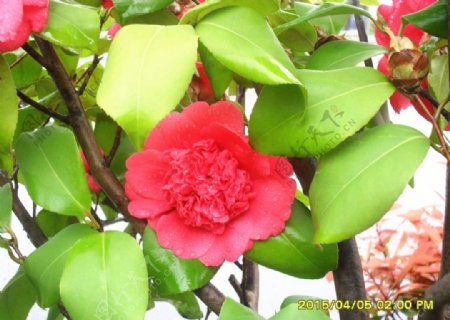 红茶花图片