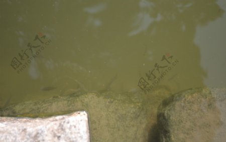 水里的小鱼苗图片
