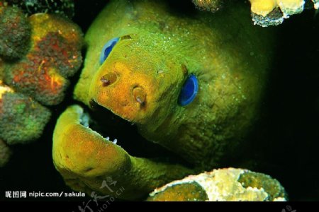 绿海鳗图片