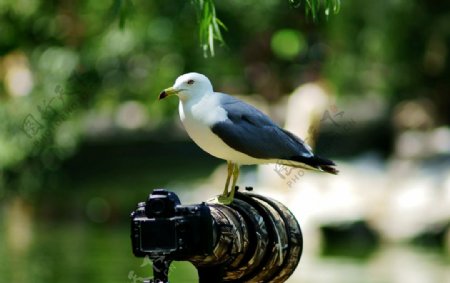 站在相机上的海鸥图片