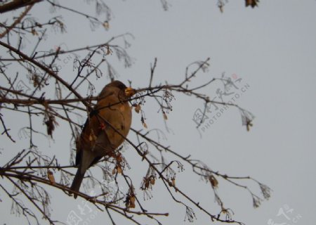 冬天树枝间的小鸟图片