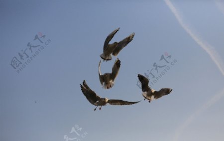 四只海鸥图片