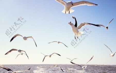 高清海鸥图片