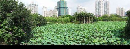 深圳洪湖公园的荷花图片