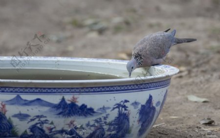 喝水的斑鸠高清图片