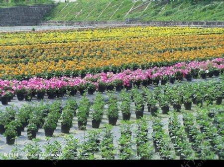 一片花海图片