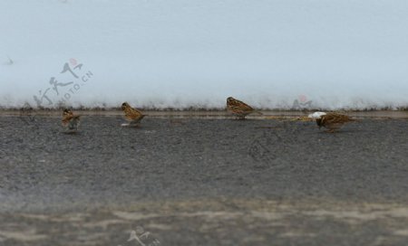 冬日捕食麻雀图片