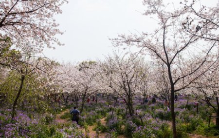 东湖风景区樱花节图片