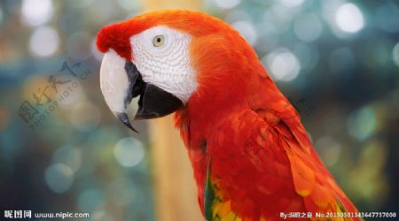 红色parrot鹦鹉图片