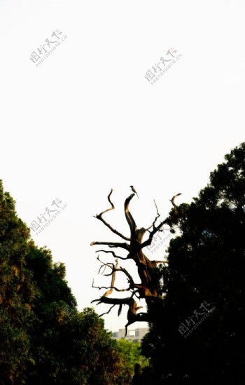 枯树上独立的喜鹊图片