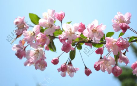 垂丝海棠花图片