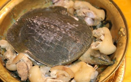 香锅生态甲鱼图片
