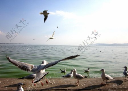 云南滇池海鸥图片